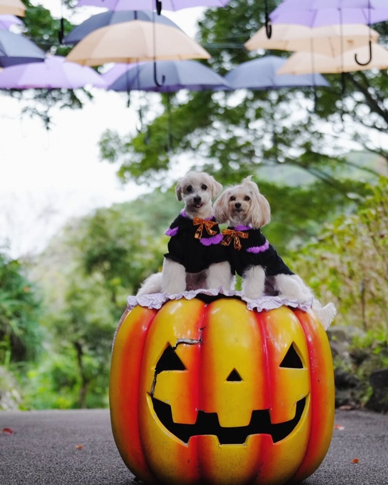 大きい🎃だった まだかね