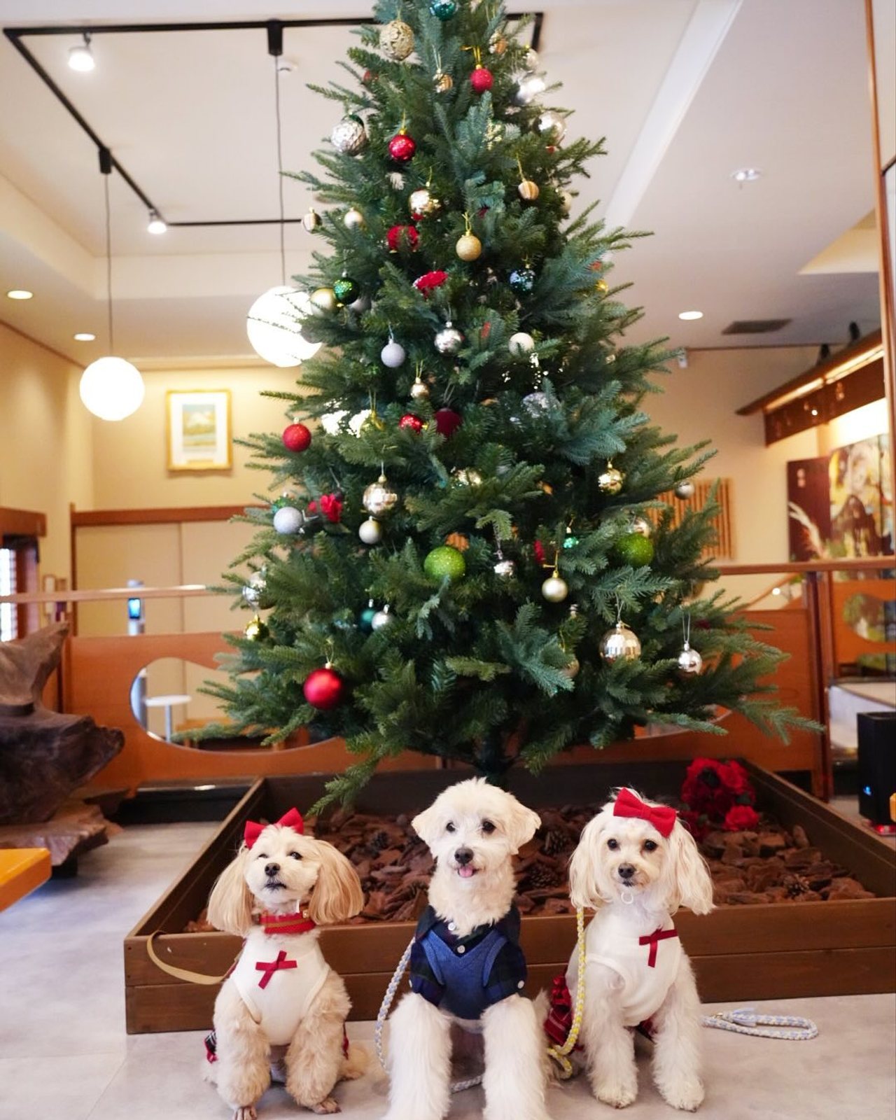 八の坊さんの大きな🎄と📸アップし忘れてたー💦