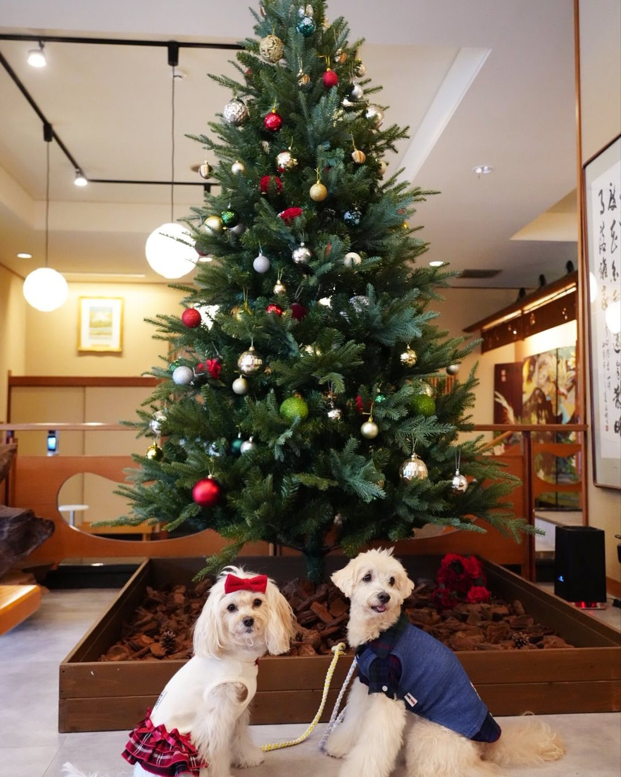 八の坊さんの大きな🎄と📸アップし忘れてたー💦