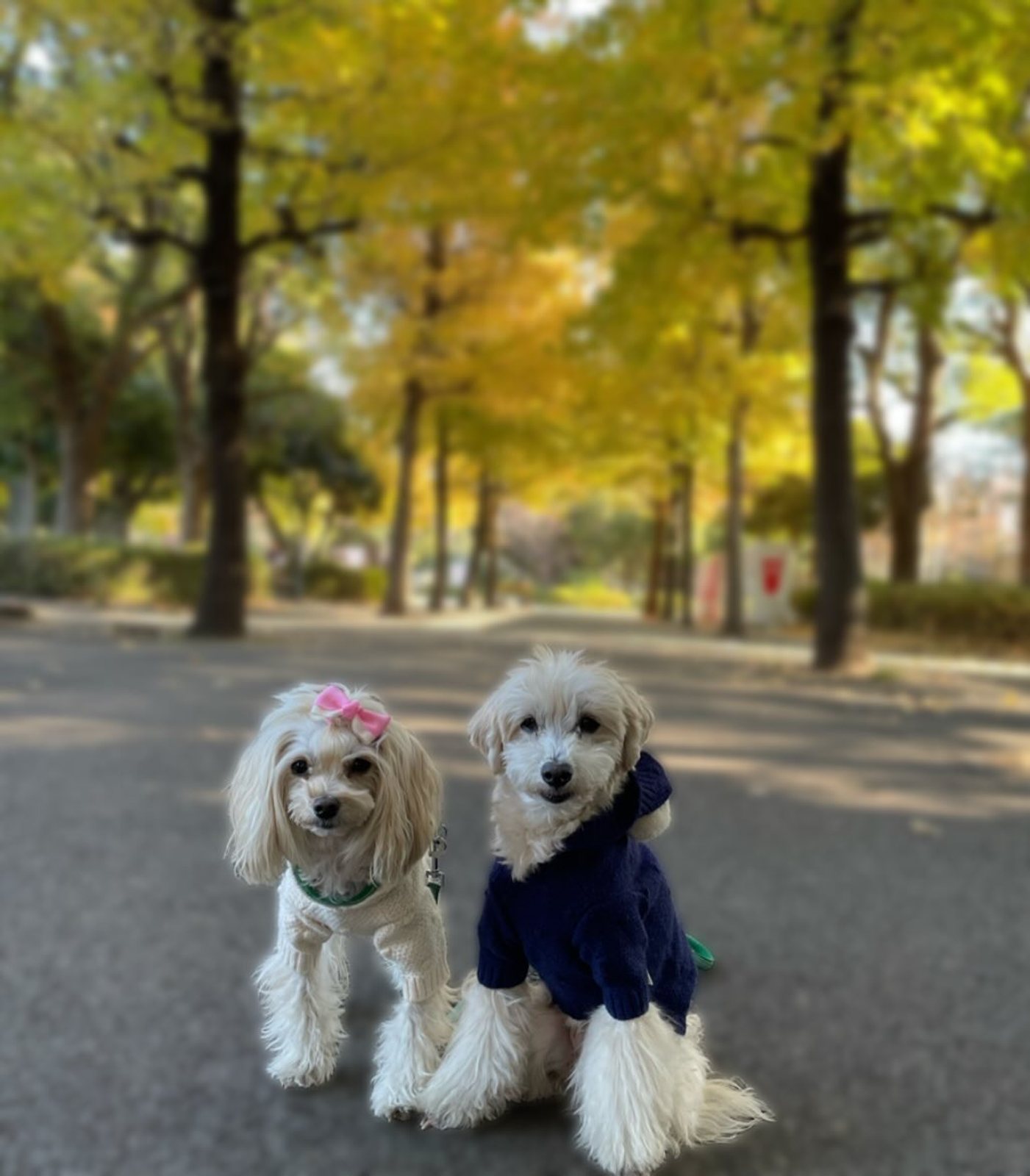 久しぶりの投稿に…今日の朝ん歩🐾で