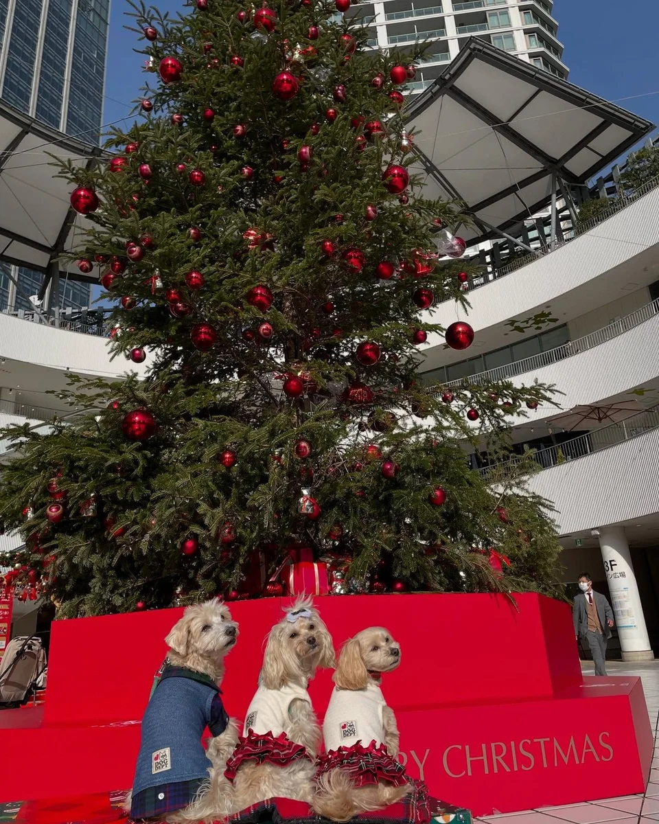 12月20日のポット＆レモン