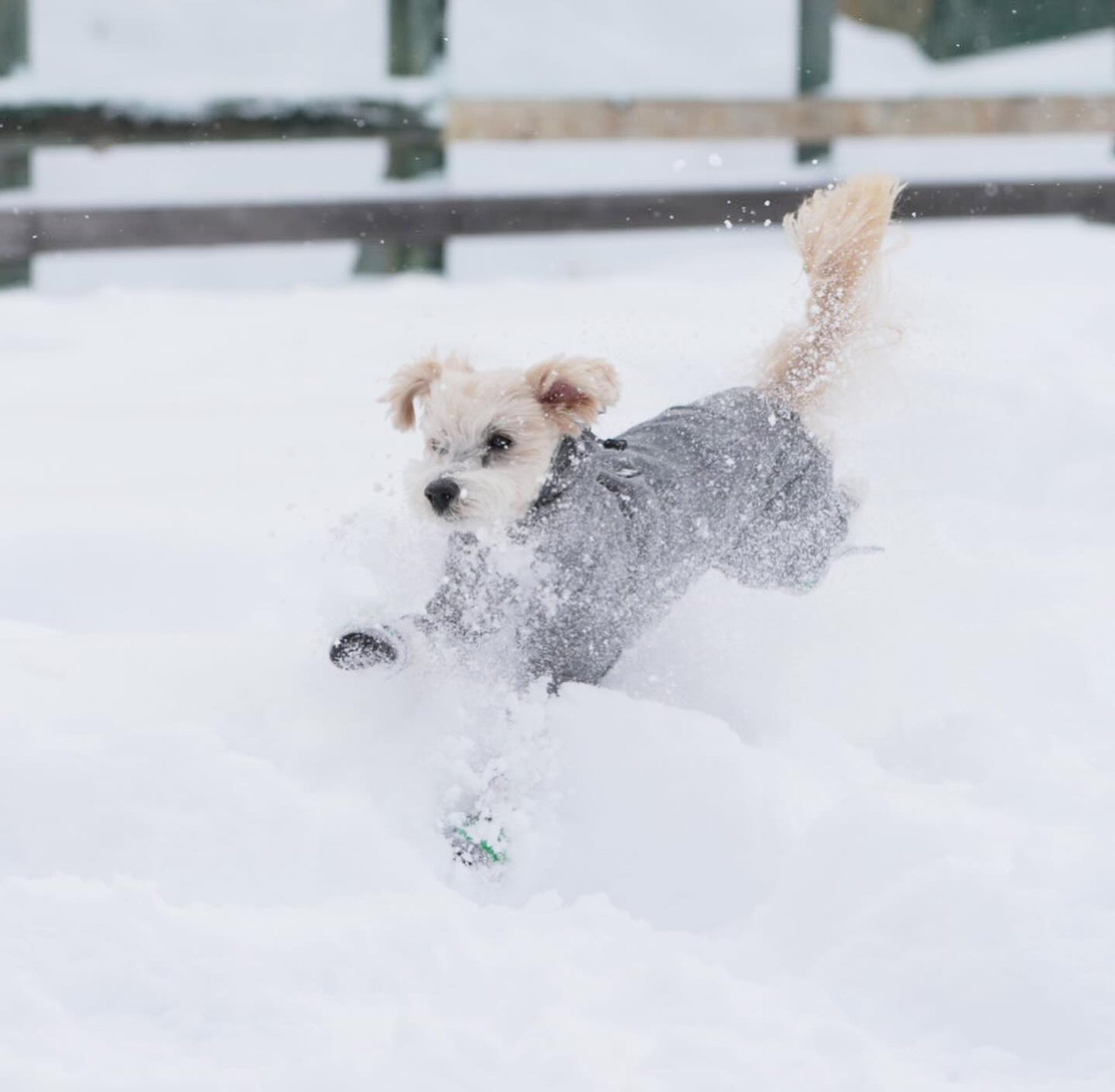 菅平CASOLAREで雪遊び満喫☃