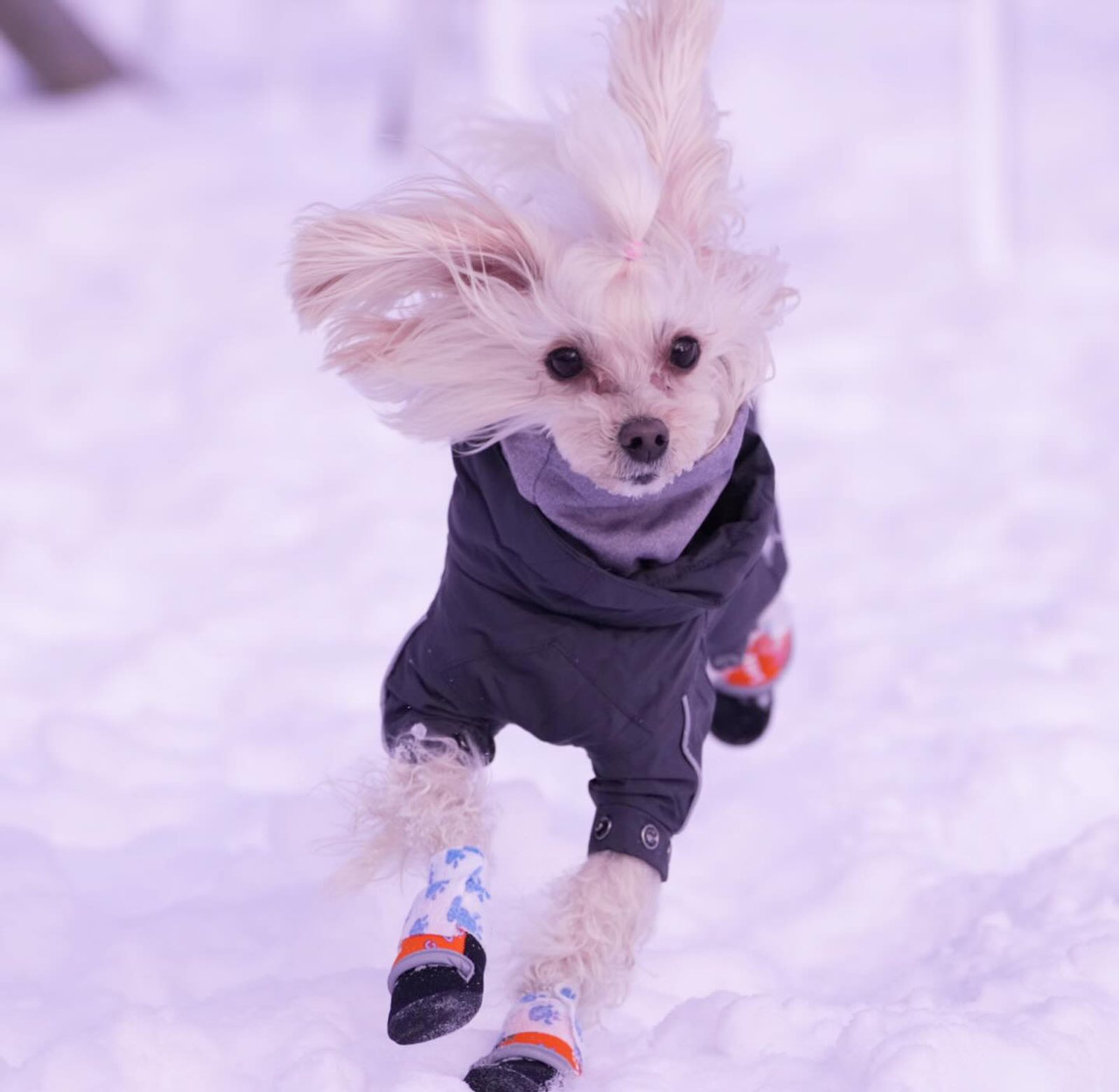 菅平CASOLAREで雪遊び満喫☃