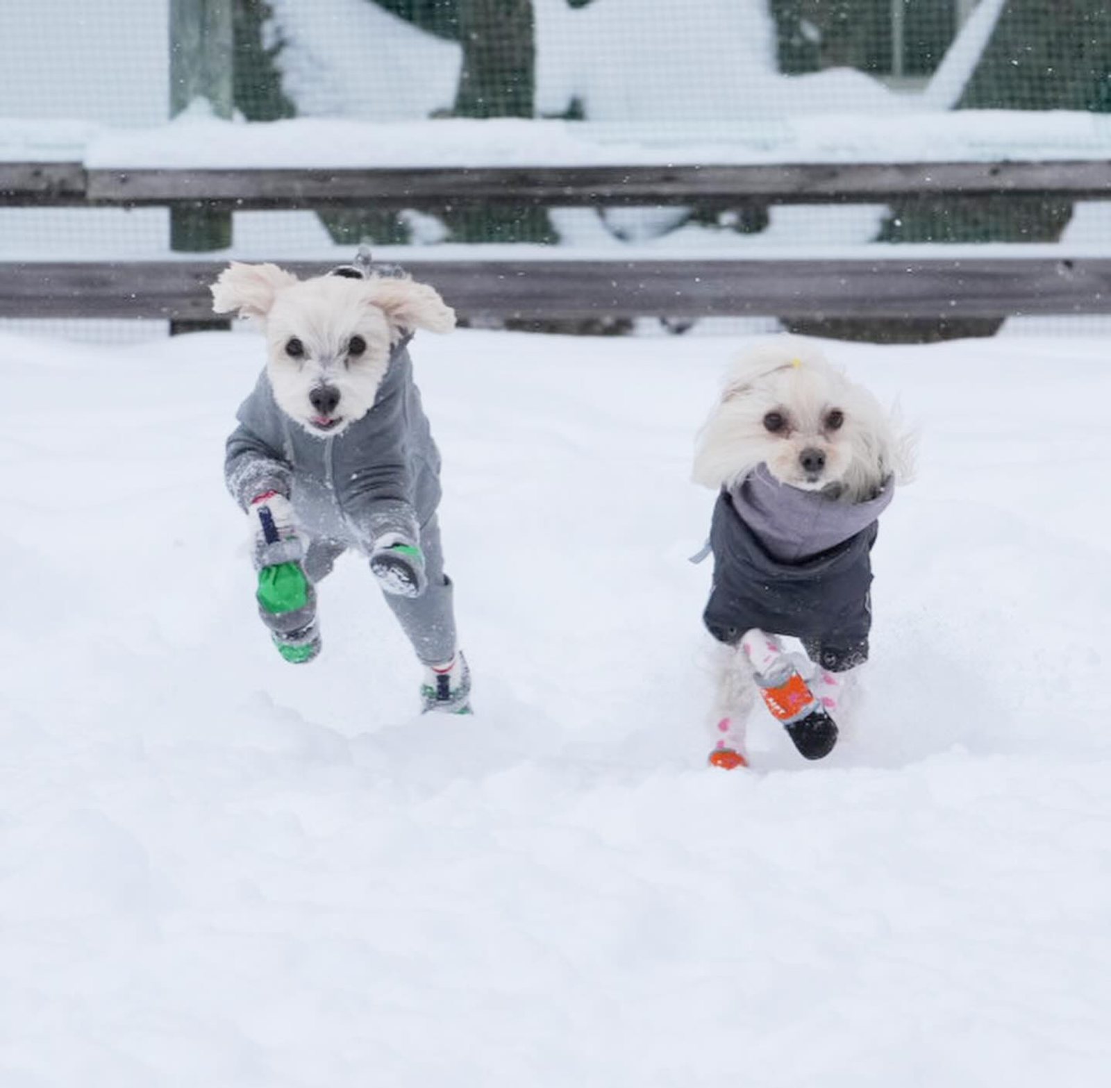 菅平CASOLAREで雪遊び満喫☃
