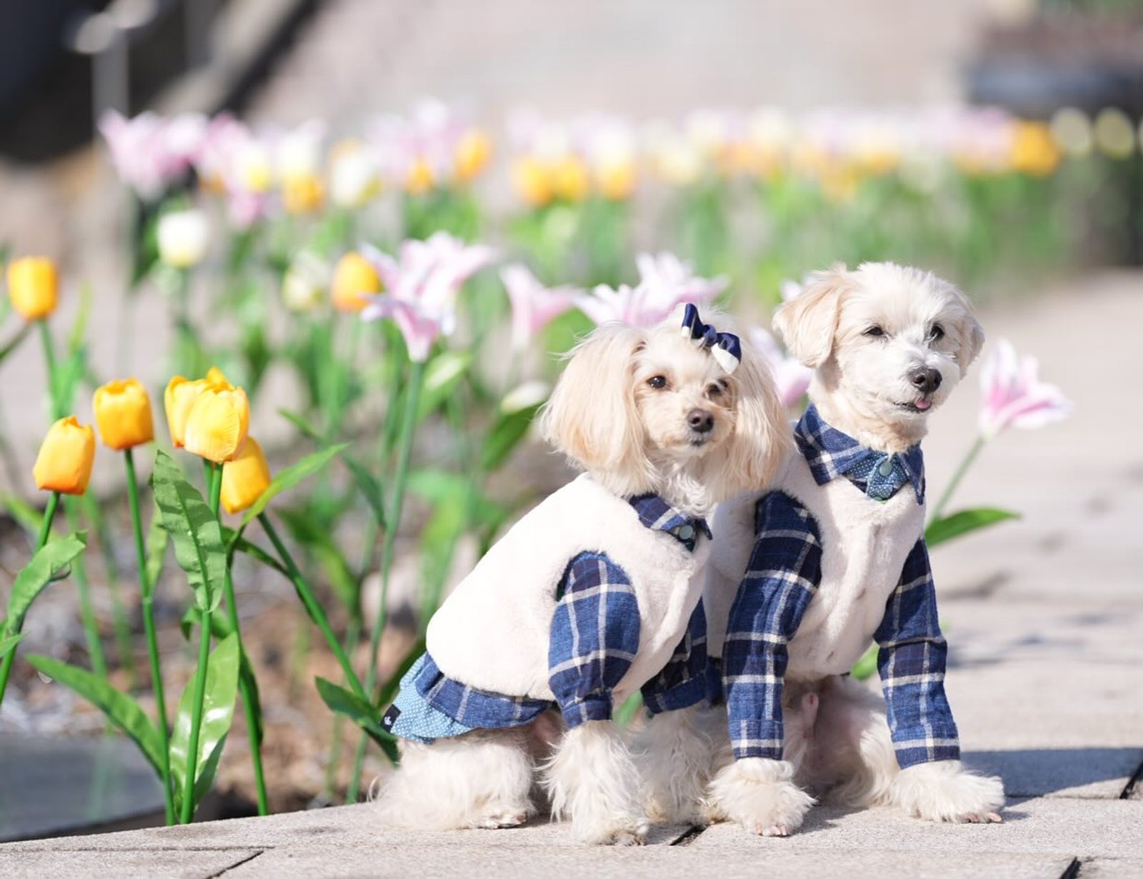 わぁ🌷と思ってテンション上がる⤴