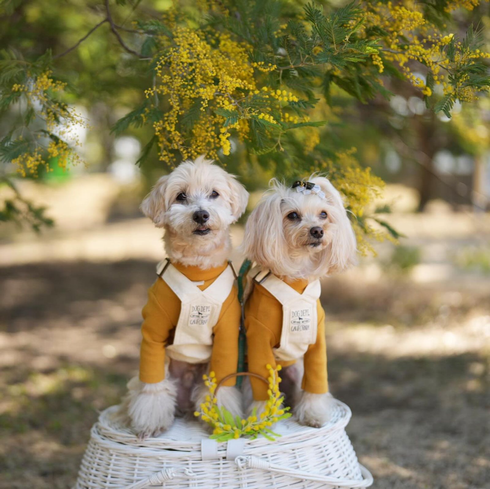 ミモザと僕とあたち💛