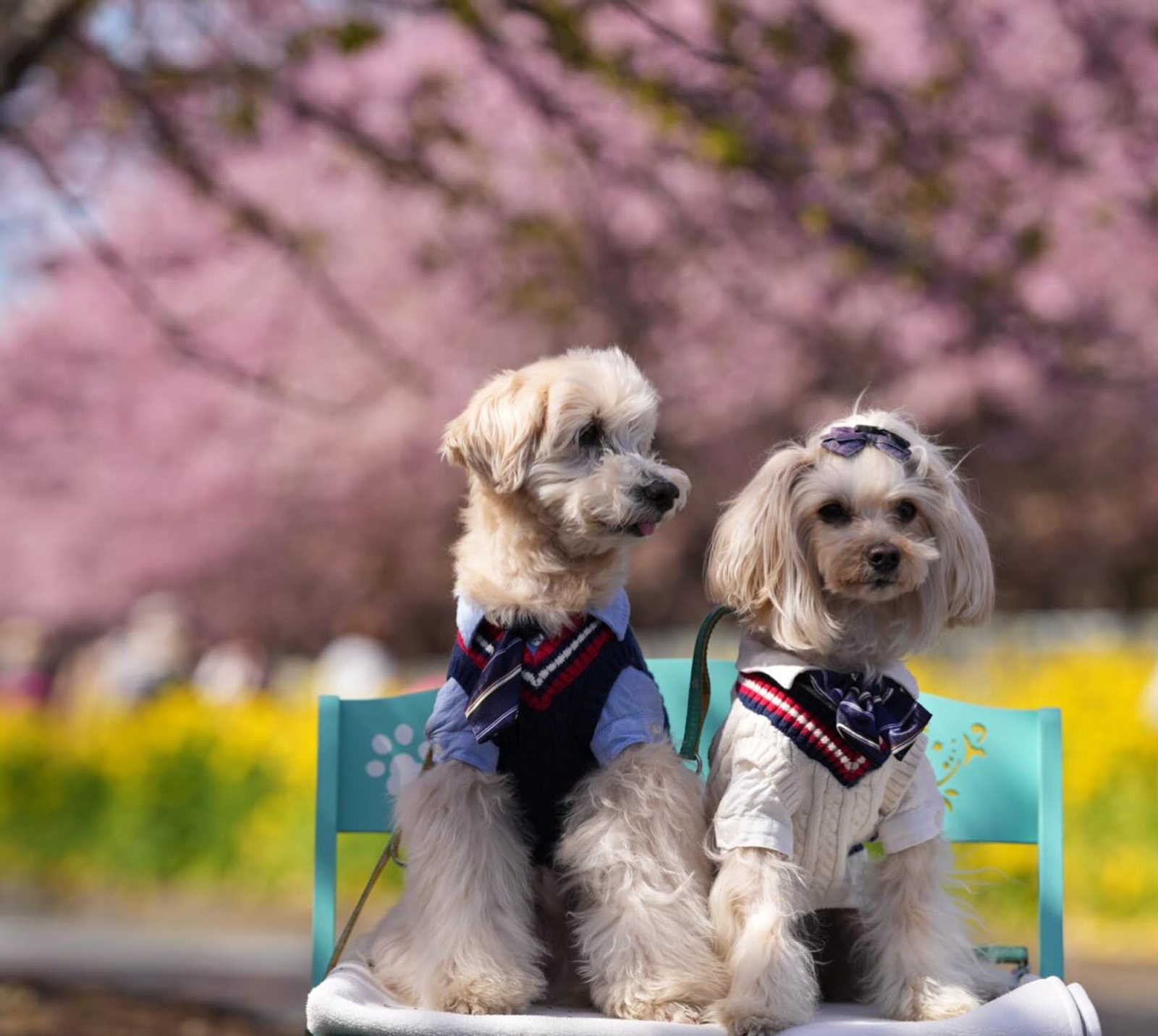 この季節がやってきた〜🌸🌼