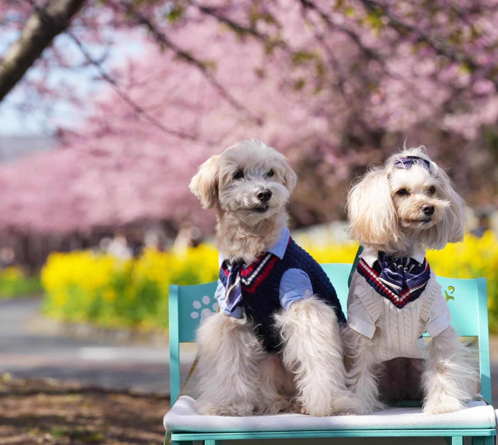 この季節がやってきた〜🌸🌼