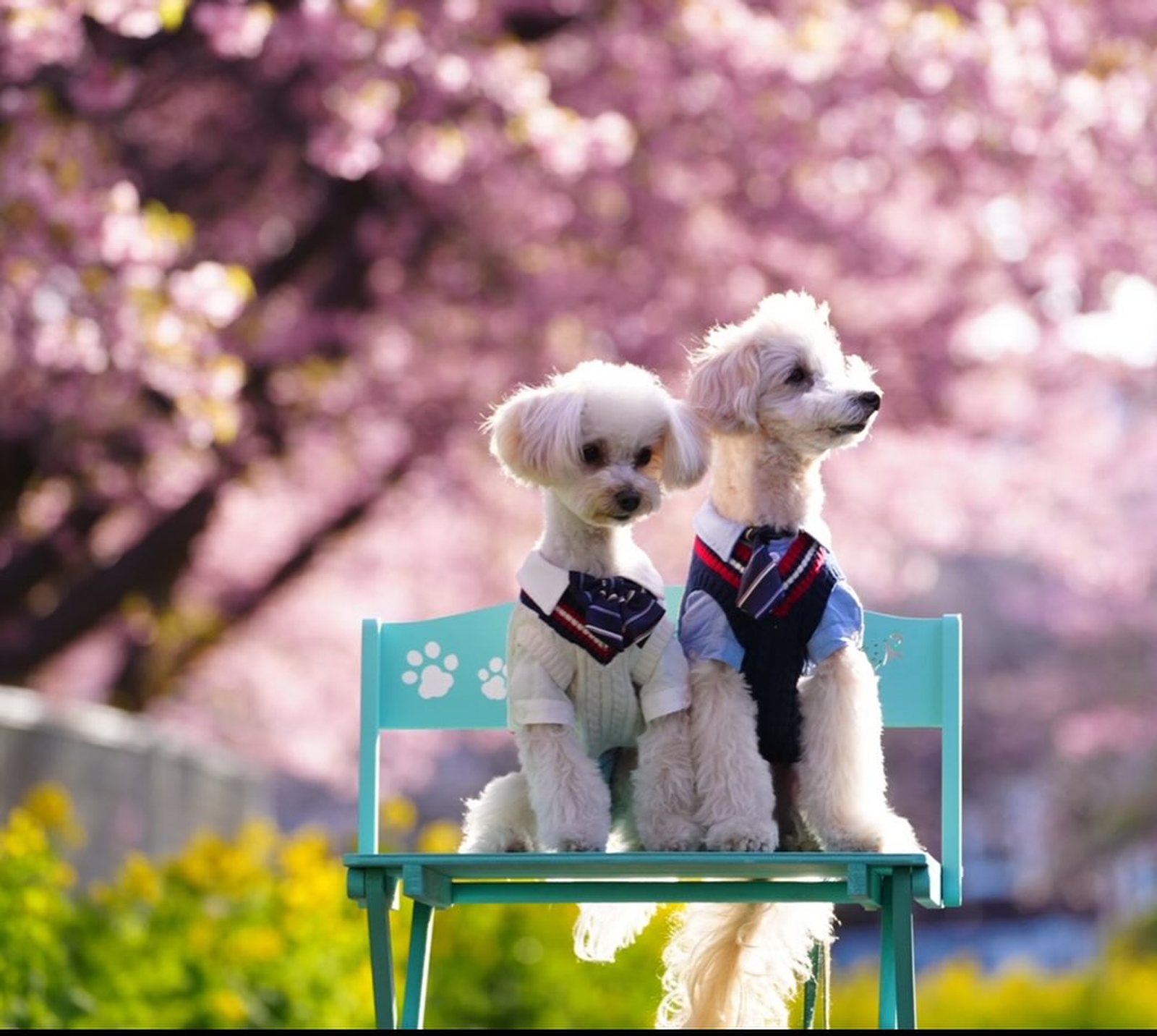 この季節がやってきた〜🌸🌼