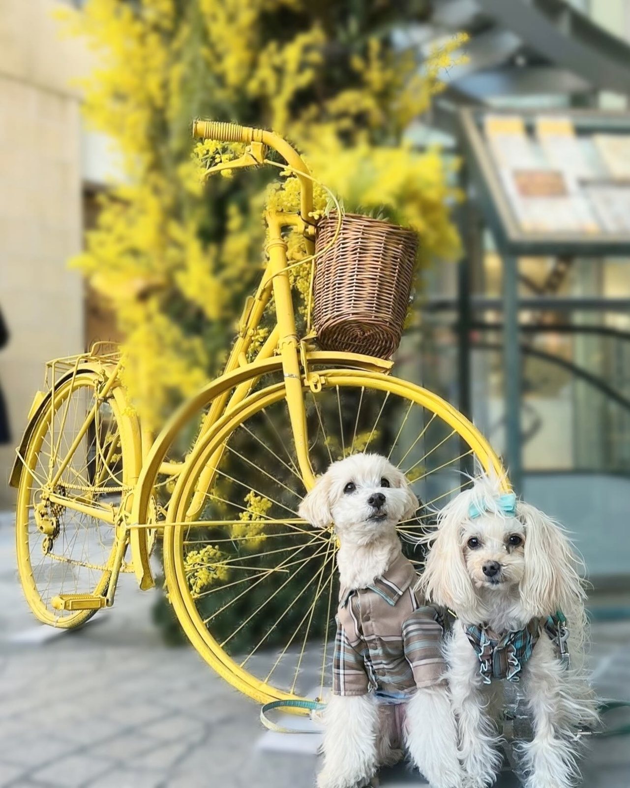 先週に…💛MIMOSA FASTAへ行ってきました