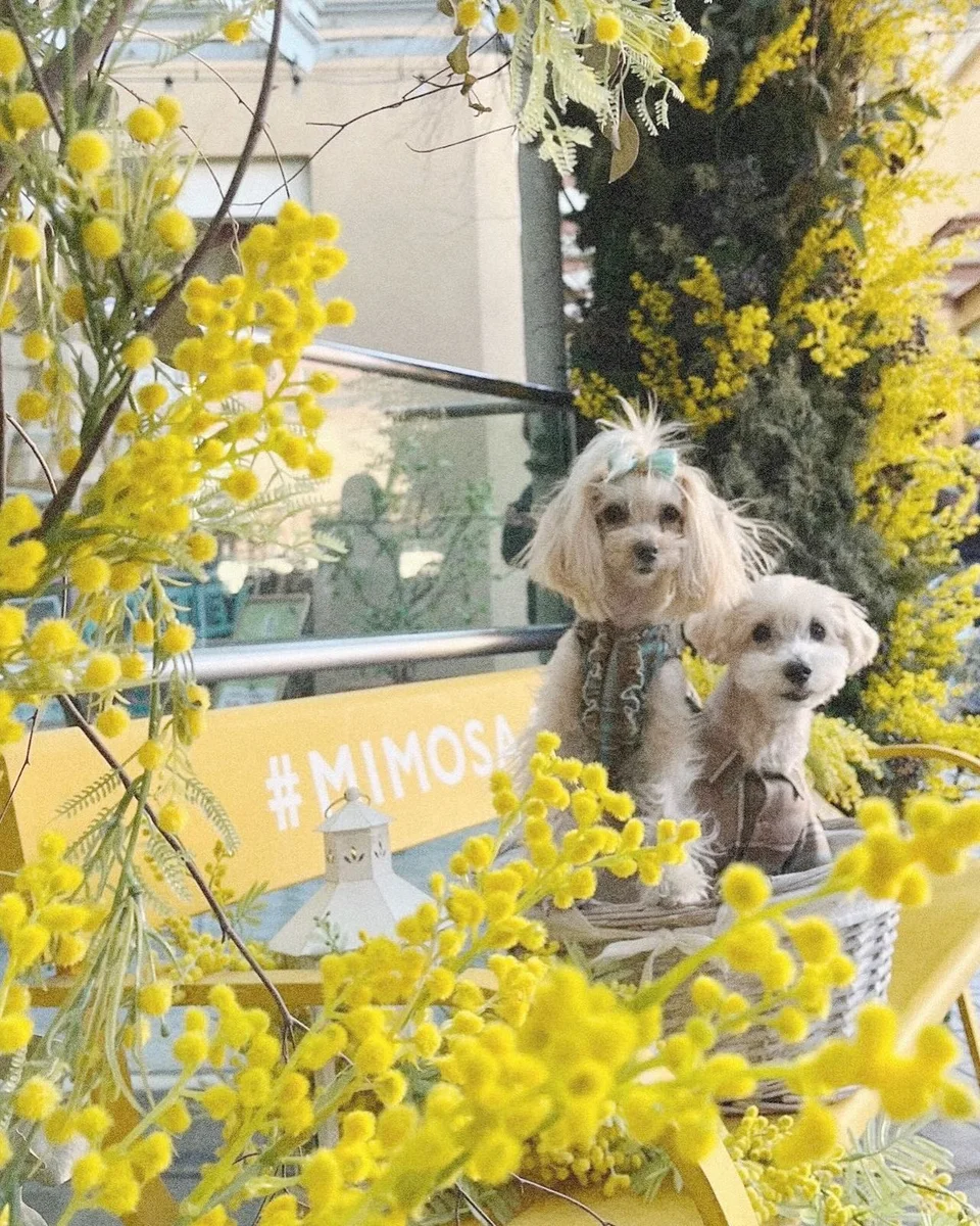 先週に…💛MIMOSA FASTAへ行ってきました