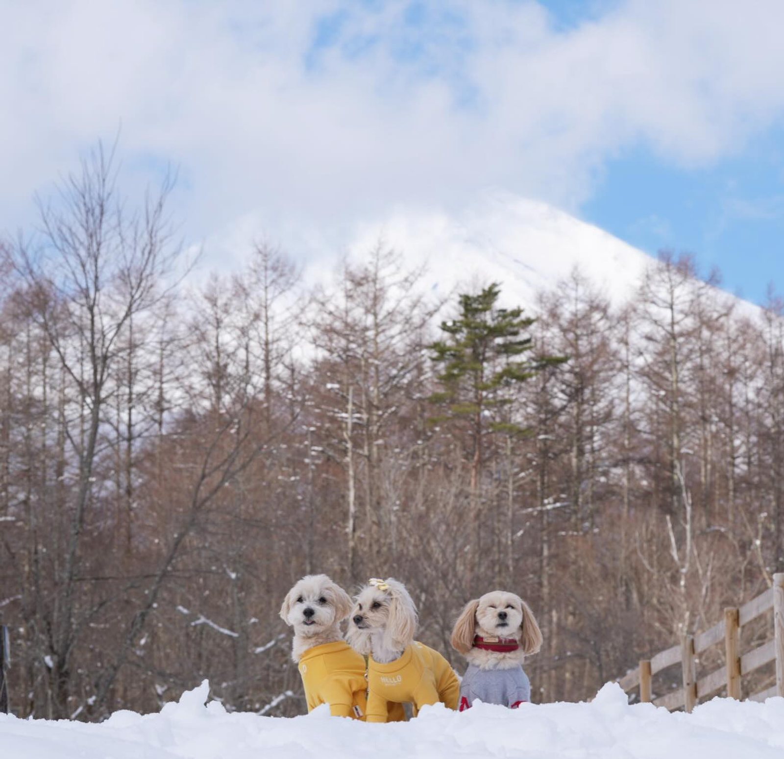 ジャーンって雪と富士山🗻が…春からまた冬へ