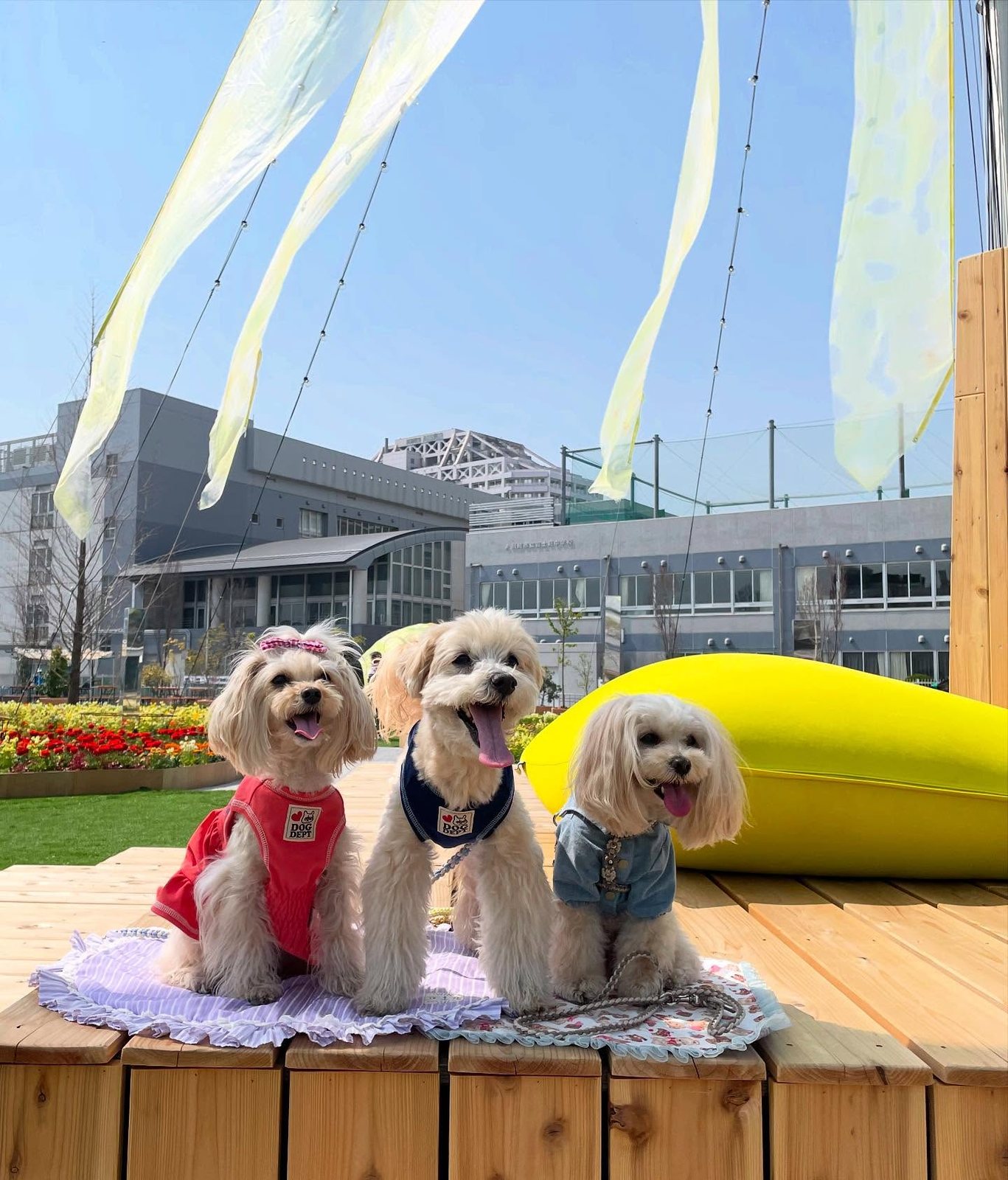 先日大好きなあおちゃんと一緒に春色散歩🐾