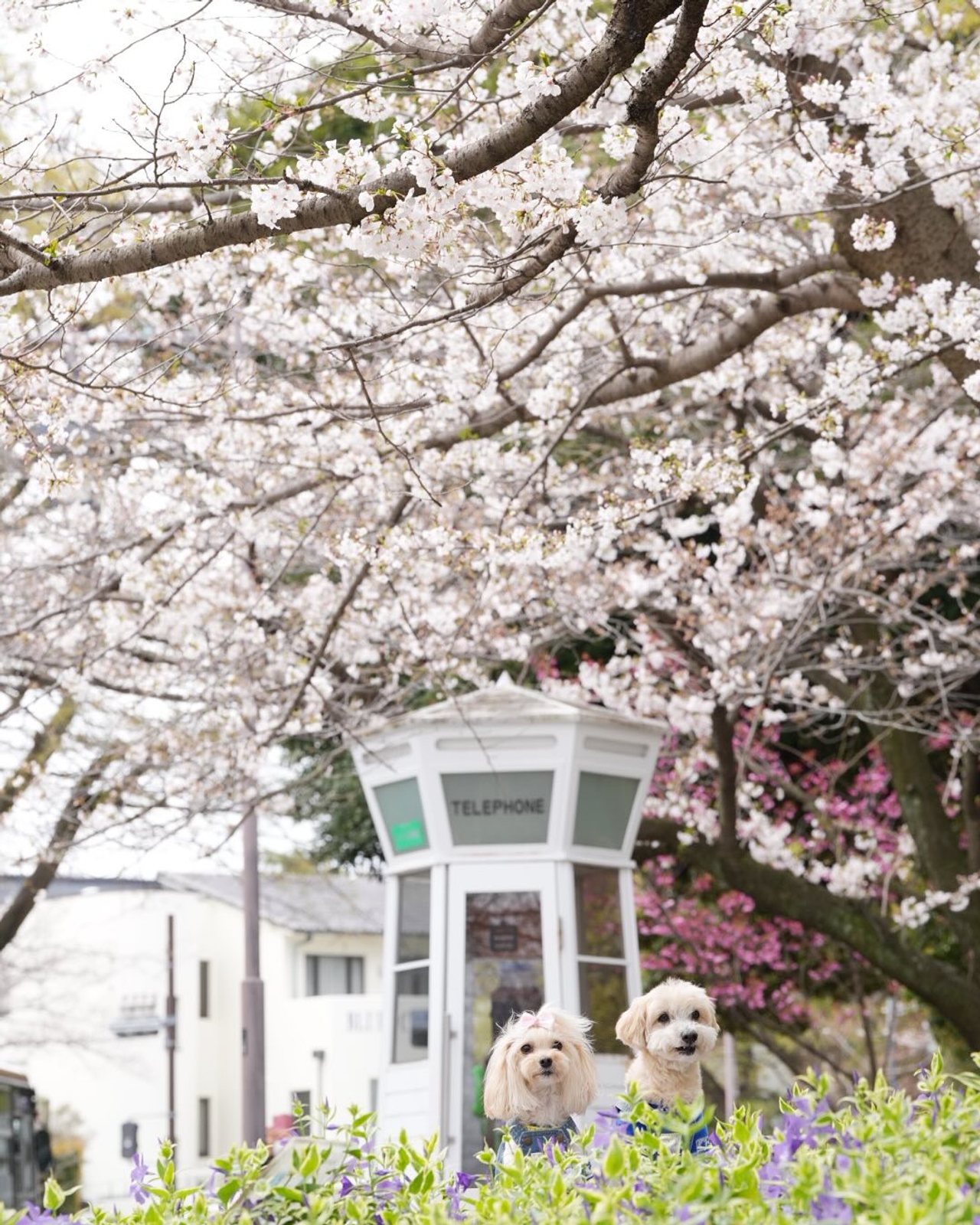 大好きな場所をチェックしに行ったら🌸が…