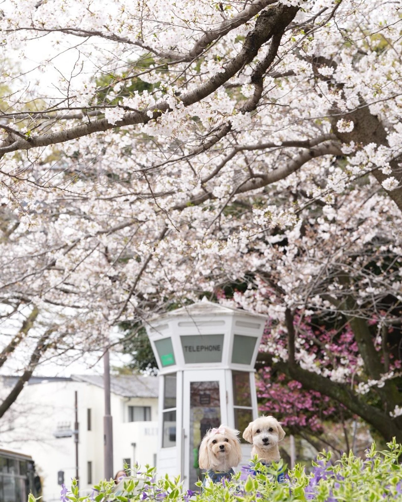 大好きな場所をチェックしに行ったら🌸が…