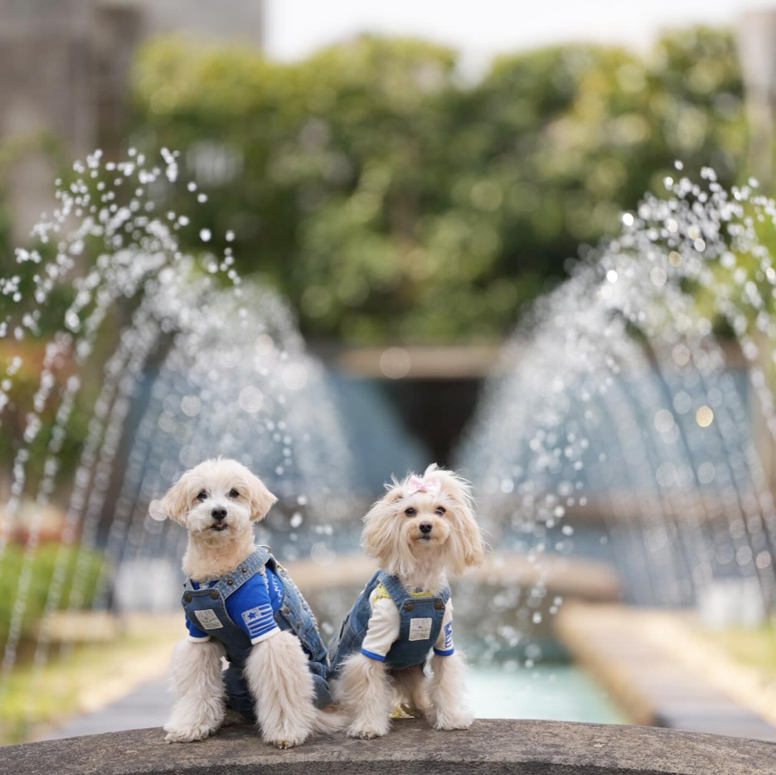先日の春色散歩🐾✨キラキラ✨編この場所も好き…