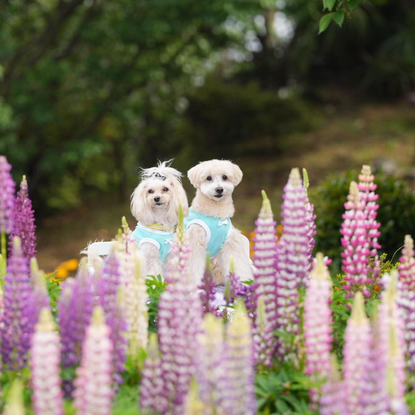 伊豆高原と言えば…そうここですよね♡