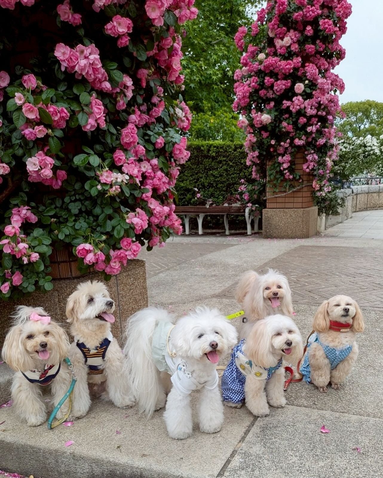 先週可愛いマルプー友達と山下公園にて🌹活したよ