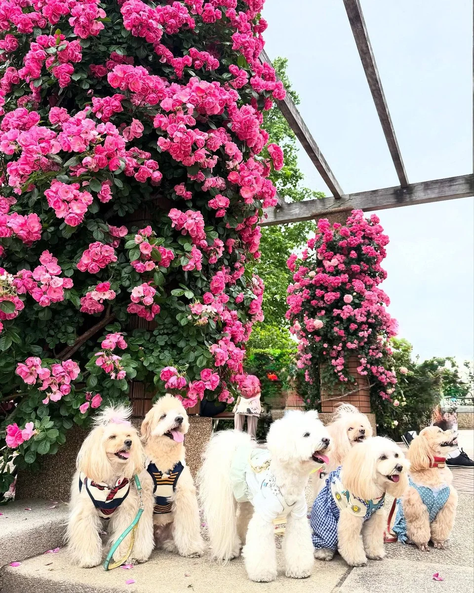 先週可愛いマルプー友達と山下公園にて🌹活したよ