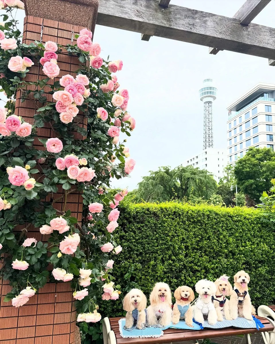 先週可愛いマルプー友達と山下公園にて🌹活したよ