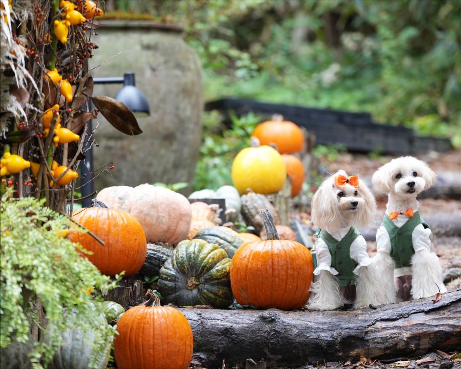 HALLOWEEN IN THE WOODS