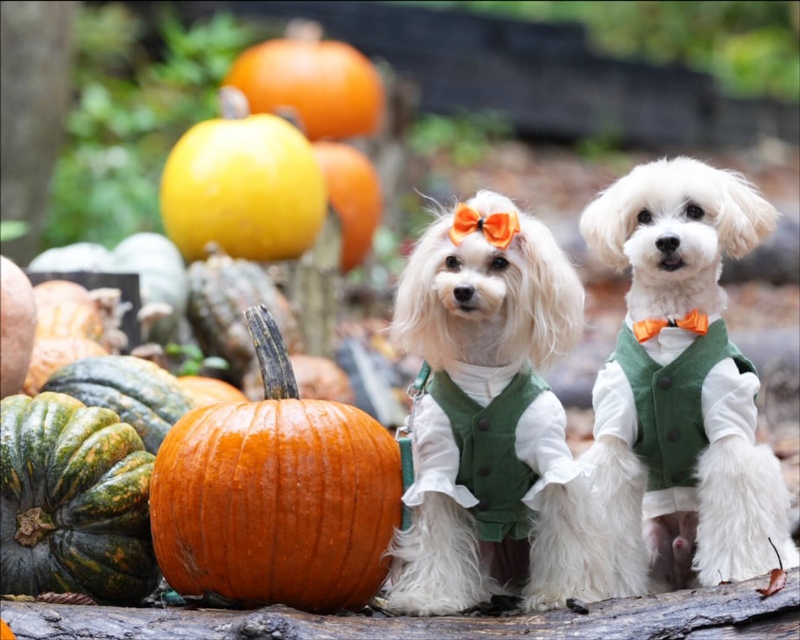 HALLOWEEN IN THE WOODS