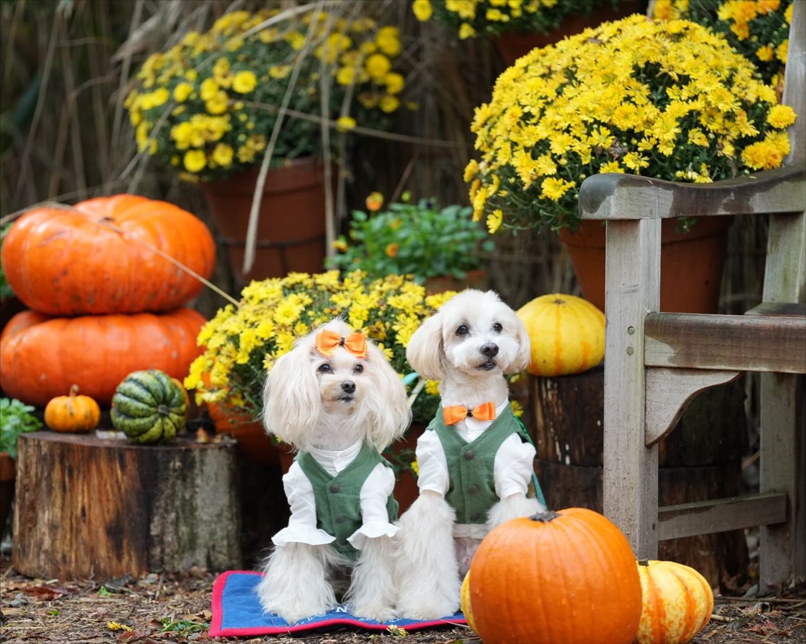 HALLOWEEN IN THE WOODS