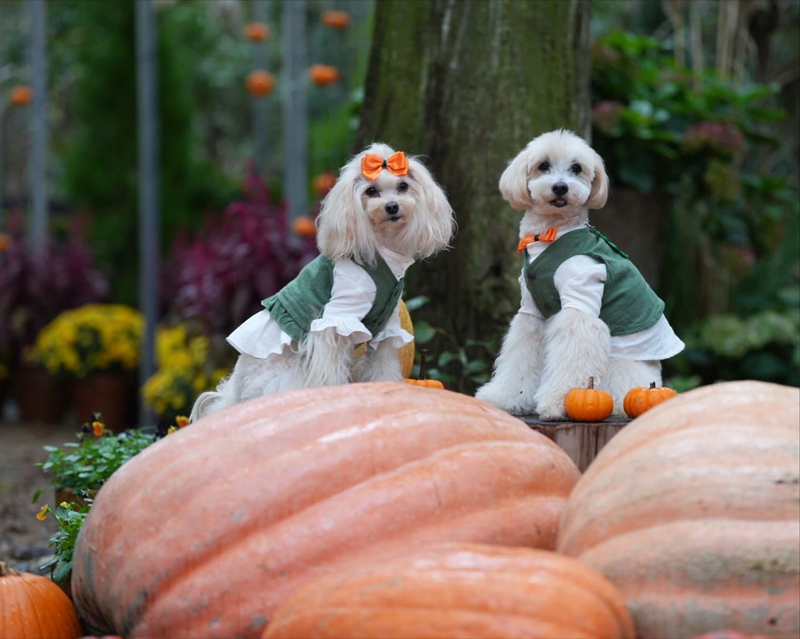 HALLOWEEN IN THE WOODS