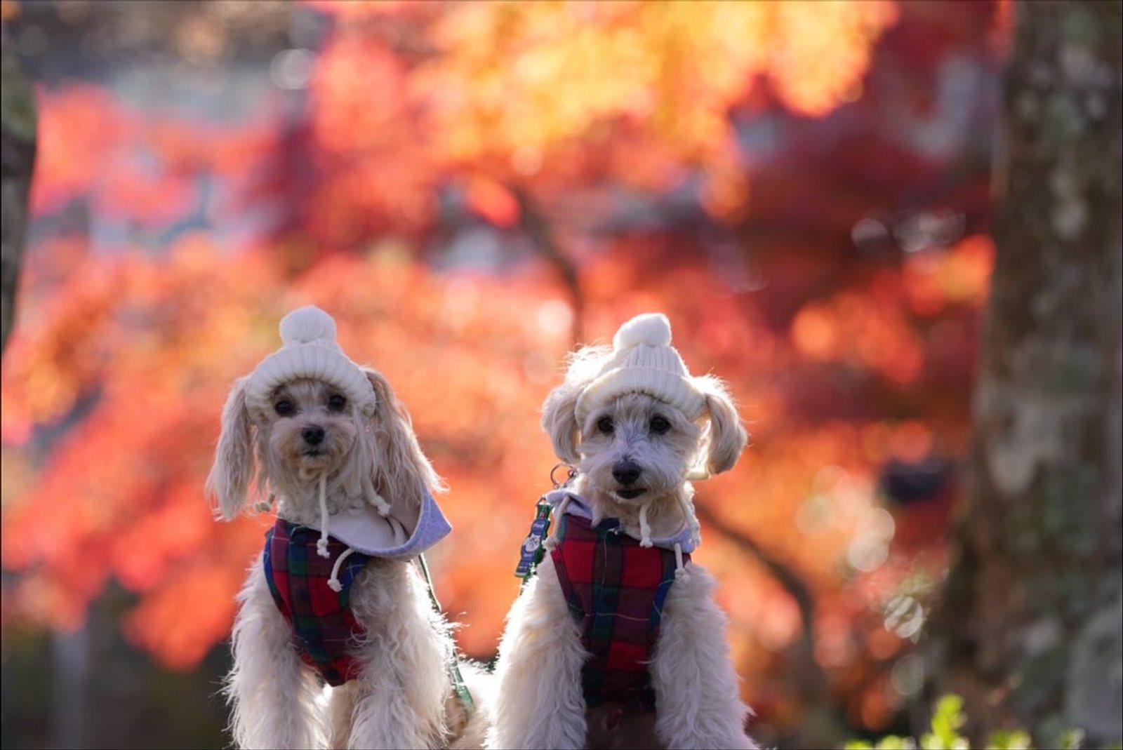 箱根の強羅公園にて…🍁素敵ね