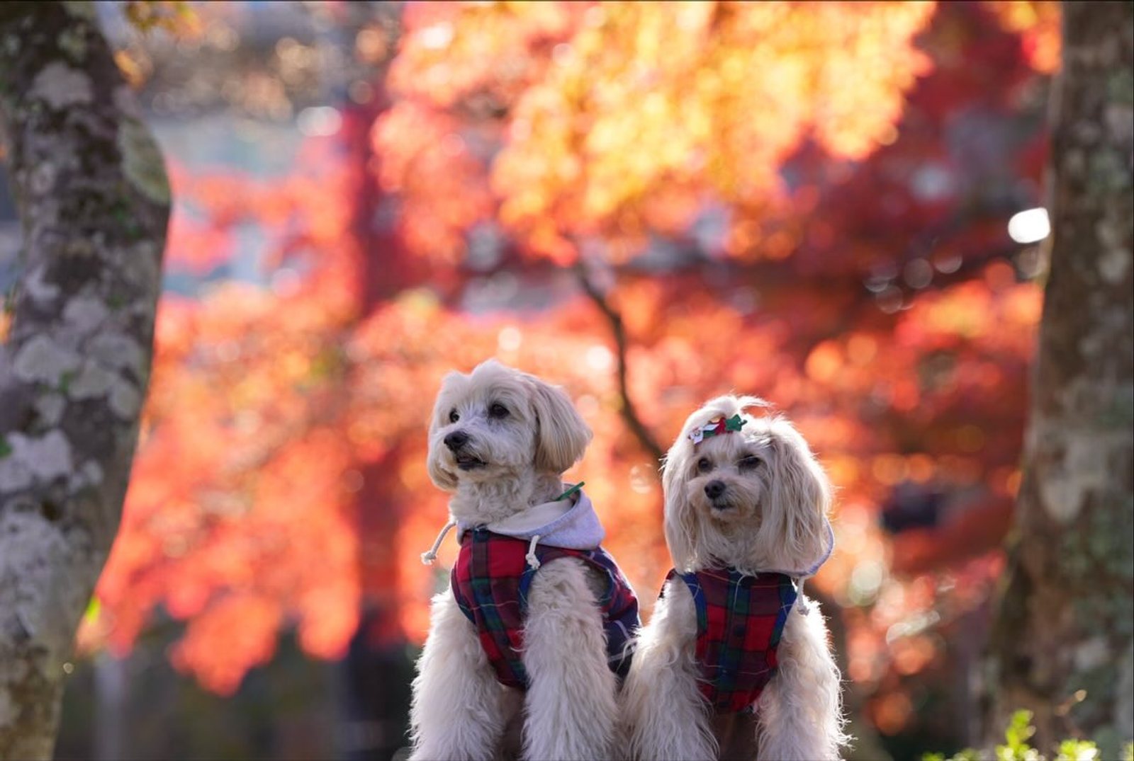 箱根の強羅公園にて…🍁素敵ね