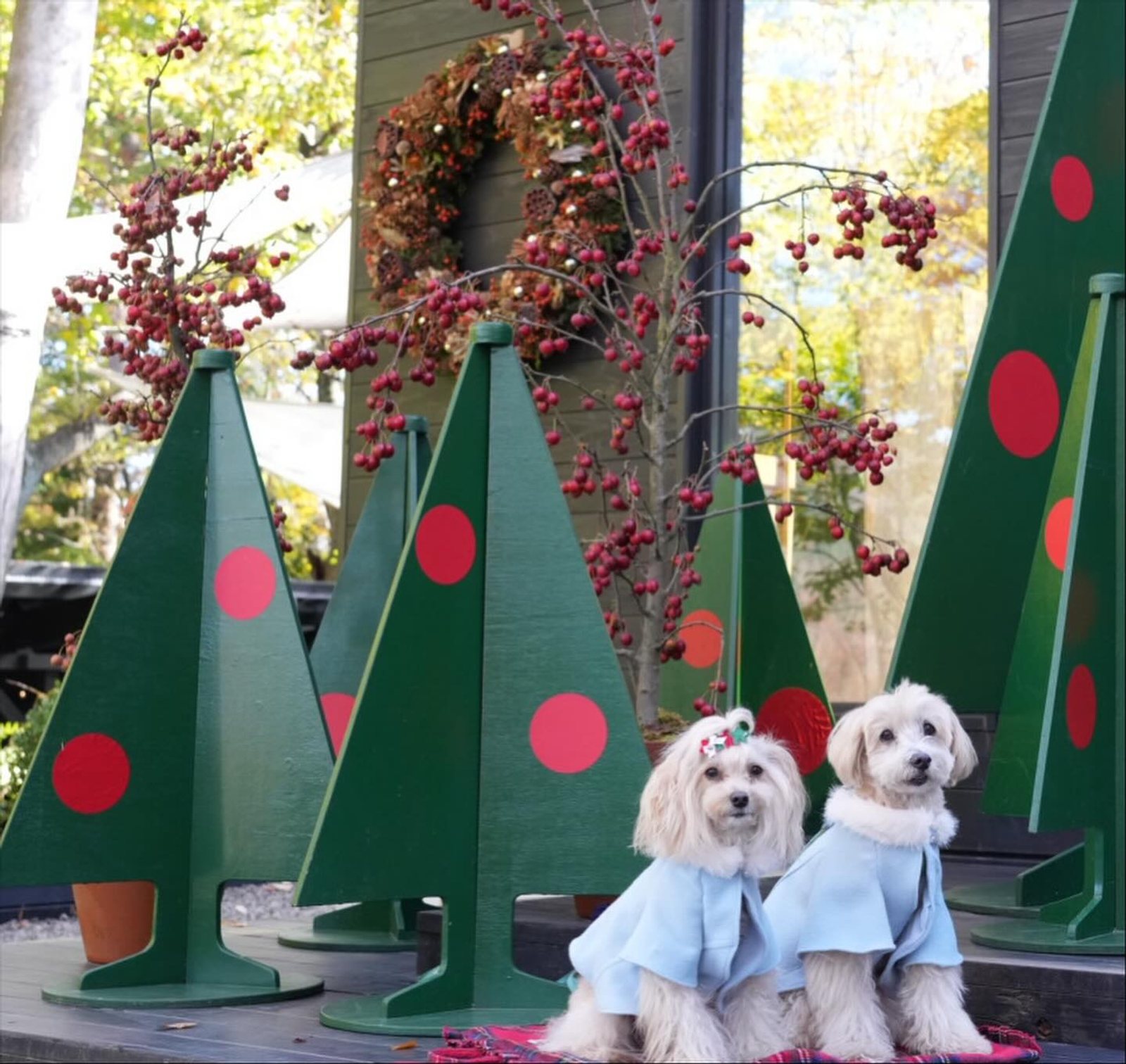 ワクワクしちゃうね🎄
