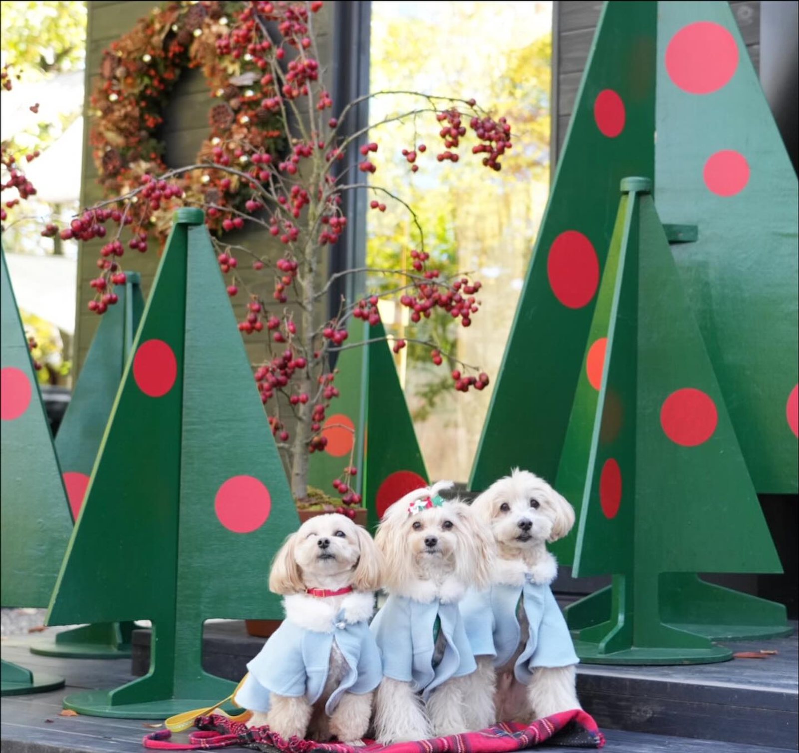 ワクワクしちゃうね🎄