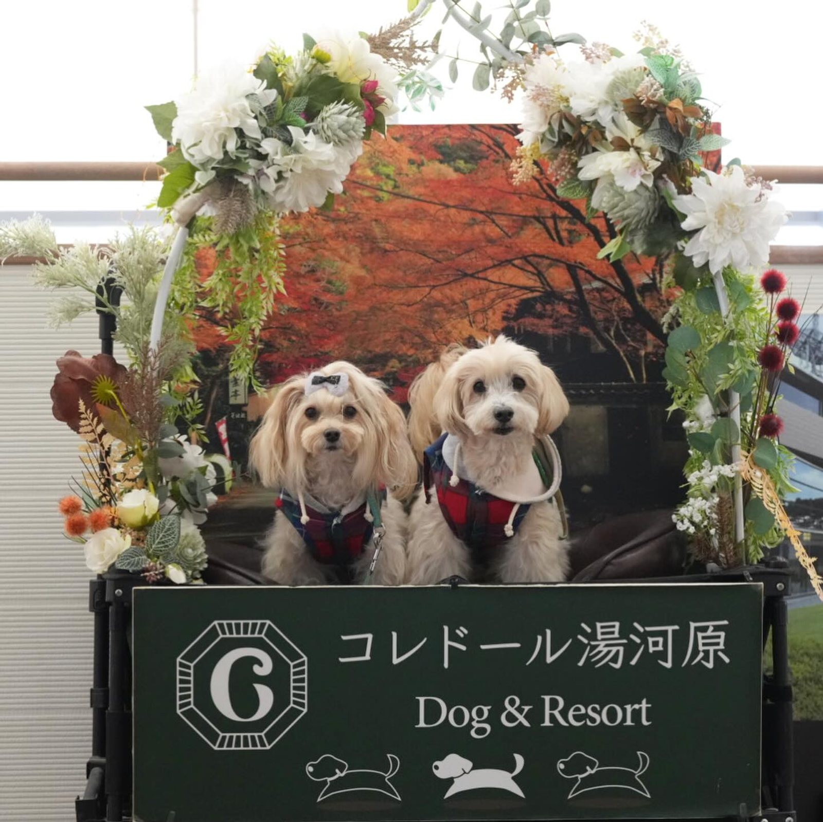 12月5日のポット&レモン