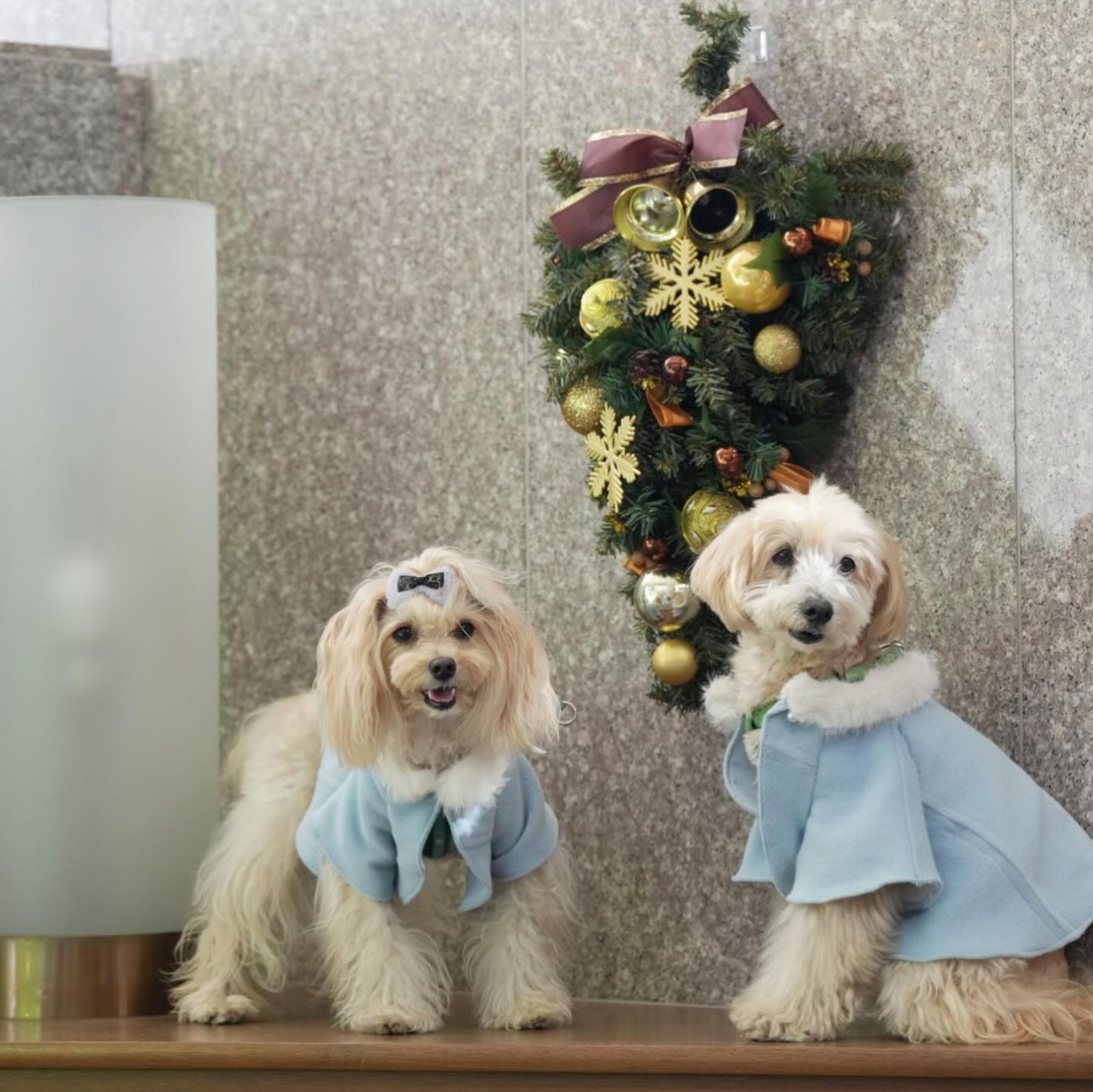 12月5日のポット＆レモン