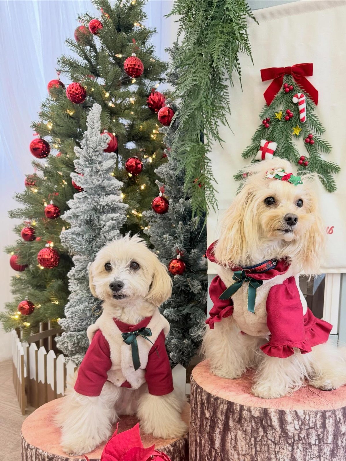 Merry Xmas❤