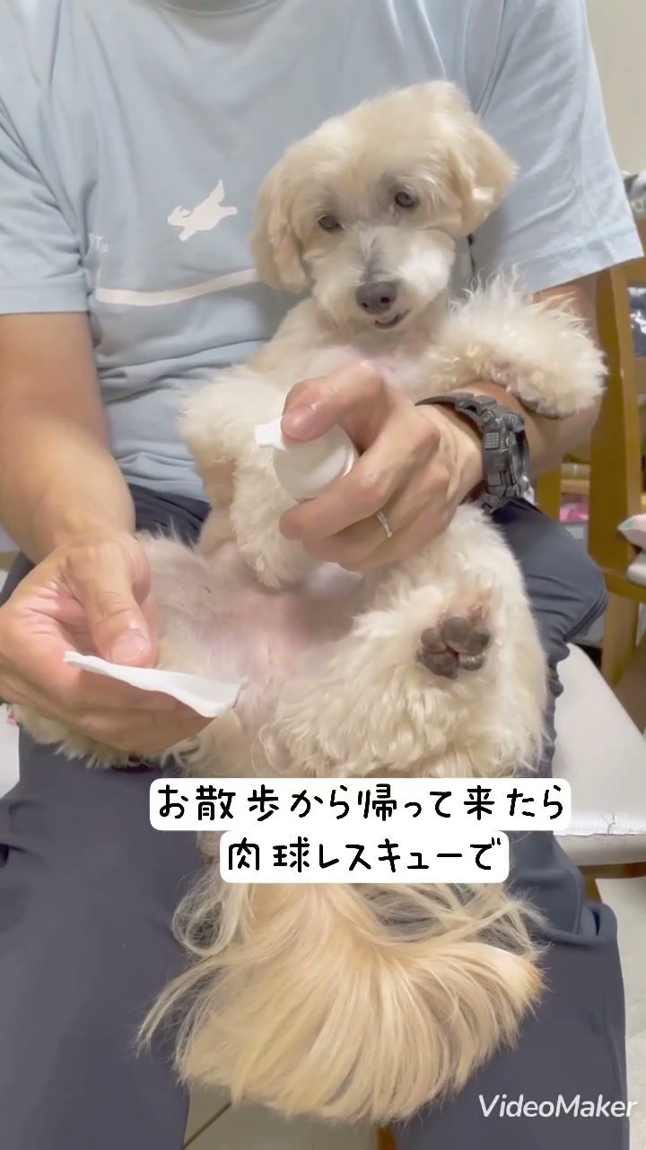 肉球レスキューのモニター体験