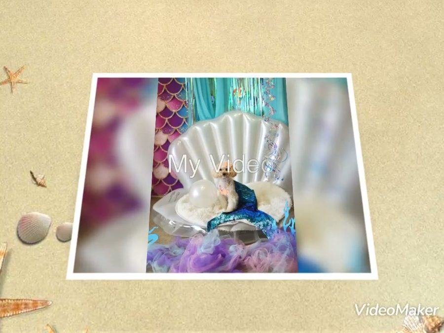 可愛いマーメイド🧜‍♀️に変身…