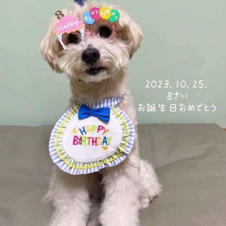 2023.10.25ポット8歳のお誕生日おめでとう