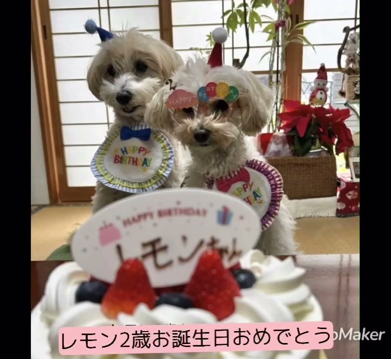 今日1月3日はレモンの2歳のお誕生日🎂