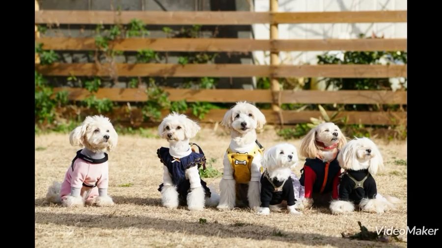 先週末に可愛い🐶友達とうひょひょーしてきたよ♡