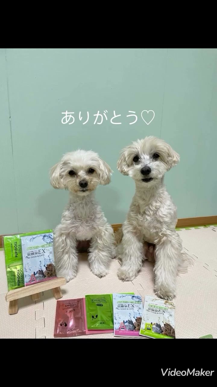 @zoicheartland  さんの先日アンケートに…