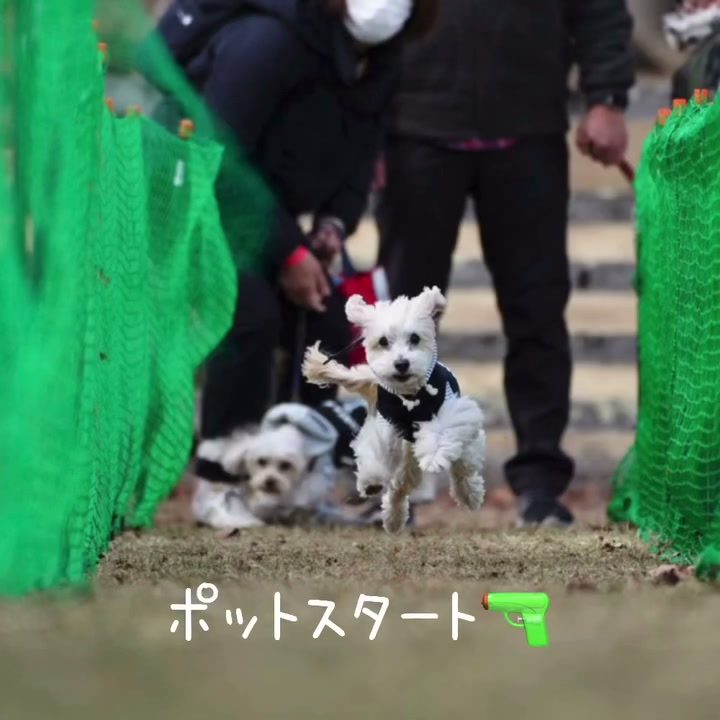 先日の第三回わんわん大感謝祭での30m走をパパ激写🤣…