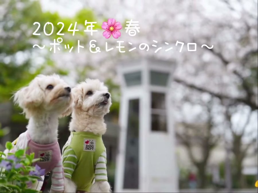 春🌸大好きな場所で…シンクロするポット＆レモンいつも…