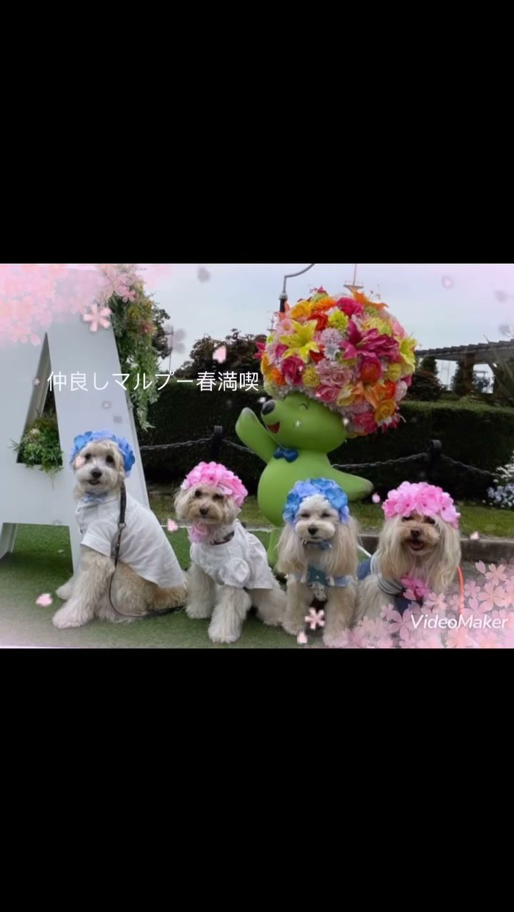 横浜🌸🌼🌷春満喫さんぽ🐾〜マルプー友達編〜