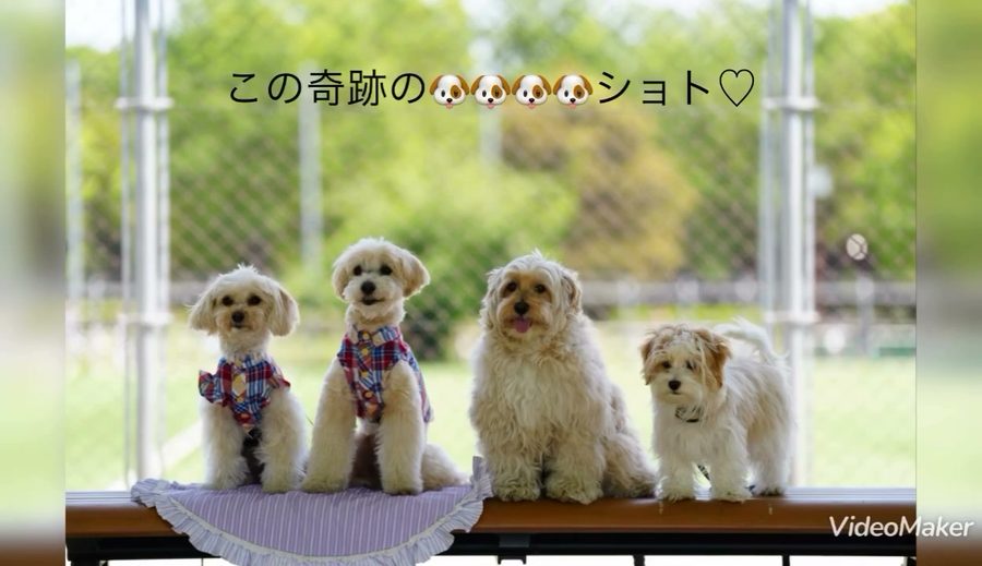 先日ママの🚗運転練習で駒沢公園へGO