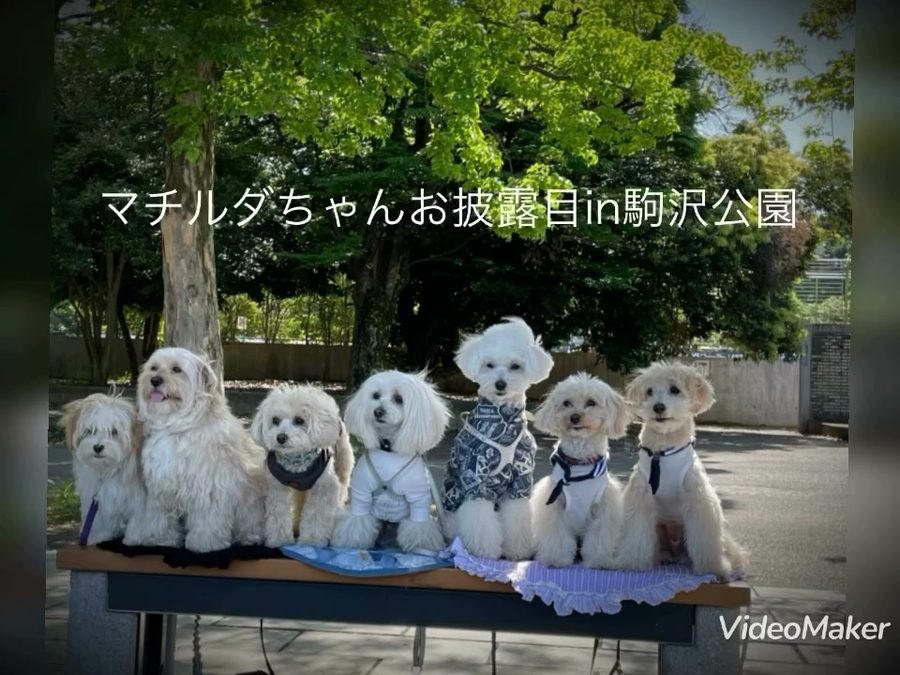 いつメンのころたんが妹を迎えて🎉お披露目会をしたよ