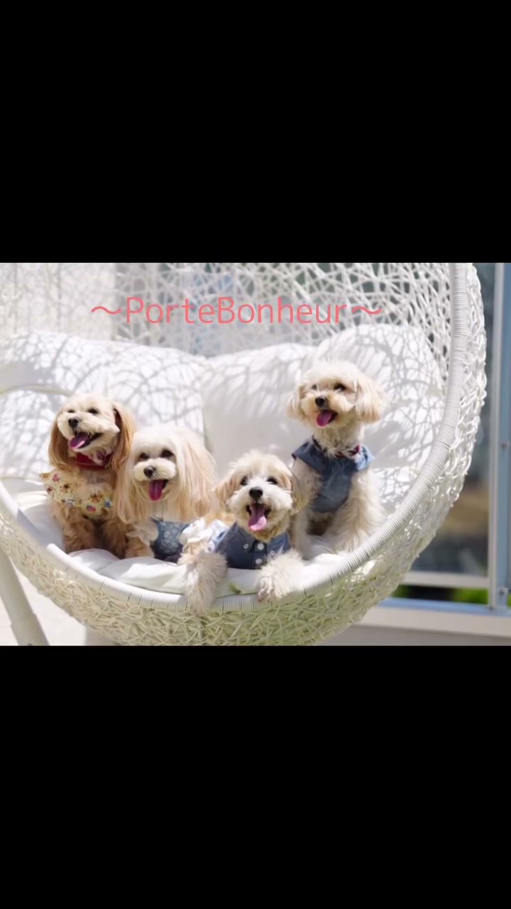 先日仲良しfamilyで…  @porte.bonhe…