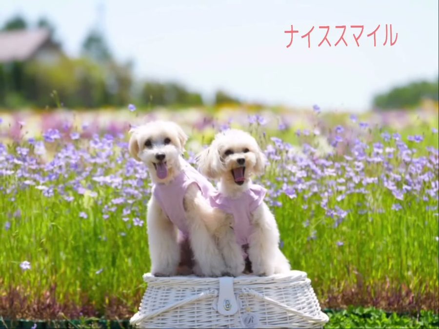わんこ那須旅行part2〜いつまでもこの笑顔が見たい…