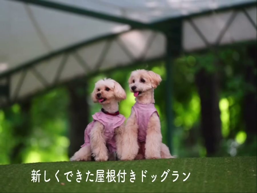 ⭐︎わんこと那須旅行part4新しくできた屋根付きドッ…