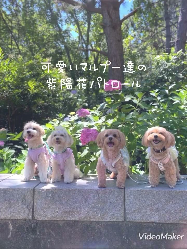 可愛いマルプーちゃん達で紫陽花パトロール♡
